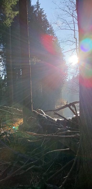 Lernen Sie mit Achtsamkeitsübungen, eigene Gedanken und Körperempfindungen klarer wahrzunehmen. Aktivieren und schärfen Sie Ihre Sinne, fokussieren Sie sich und lernen Sie sich besser zu konzentrieren. Seien Sie im Hier und Jetzt und gönnen Sie sich „absichtsloses Tun“. Genießen Sie die Langsamkeit und staunen Sie wie ein Kind über die Schönheit des Waldes.     So entkommen Sie dem Gedankenkarussell des Alltags. Im Wald führe ich Sie mit Humor und Lebensfreude hin zu Gelassenheit und innerer Stärke, um den Anforderungen des Alltags gut gewappnet zu sein. 